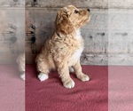 Small #2 Goldendoodle (Miniature)