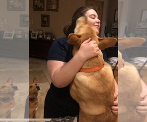 DIXIE - Female Carolina Dog Dog for Adoption - Photo #9