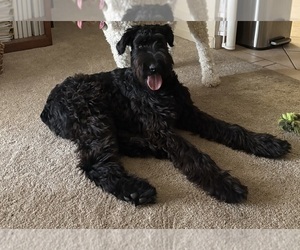 Mother of the Schnoodle (Giant) puppies born on 12/26/2025