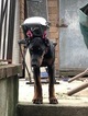 Small Photo #5 Doberman Pinscher Puppy For Sale in BROOKLYN, NY, USA