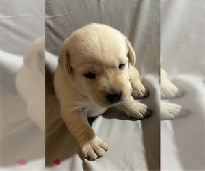 Labrador Retriever Puppy for sale in OSYKA, MS, USA
