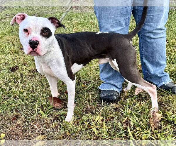 Medium Photo #2 Mutt Puppy For Sale in Pittsburgh, PA, USA