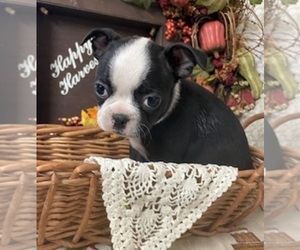 Boston Terrier Puppy for sale in CRKD RVR RNCH, OR, USA