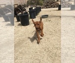 Small Photo #7 Rhodesian Ridgeback Puppy For Sale in MORONGO VALLEY, CA, USA