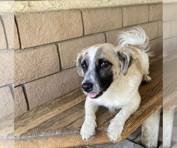 Medium Photo #2 Maltese-Unknown Mix Puppy For Sale in La Verne, CA, USA