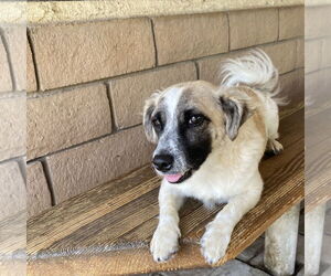 Otto - Male Maltese-Unknown Mix Dog for Adoption - Photo #2