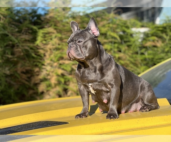 Medium Photo #1 French Bulldog Puppy For Sale in COMPTON, CA, USA