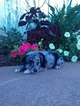 Small Photo #1 Australian Shepherd Puppy For Sale in BALTIC, OH, USA
