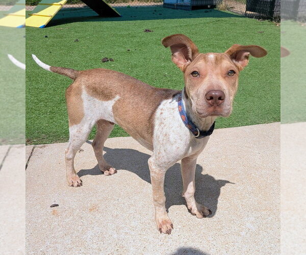 Medium Photo #5 Mutt Puppy For Sale in Vail, AZ, USA