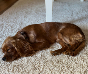Father of the Cavalier King Charles Spaniel puppies born on 06/23/2025