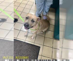 American Pit Bull Terrier Dogs for adoption in West Palm Beach, FL, USA