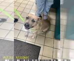 Small American Pit Bull Terrier