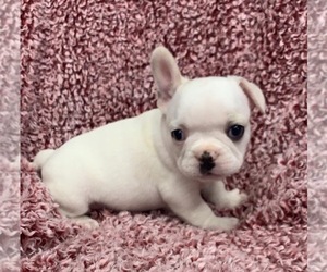 French Bulldog Puppy for sale in JOHNS ISLAND, SC, USA