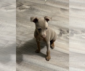 Miniature Pinscher Puppy for sale in BLUEFIELD, VA, USA