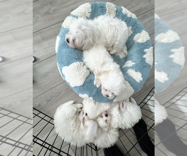 Medium Photo #1 Maltese Puppy For Sale in SANTA CLARITA, CA, USA