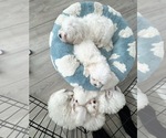 Image preview for Ad Listing. Nickname: Litter of 6