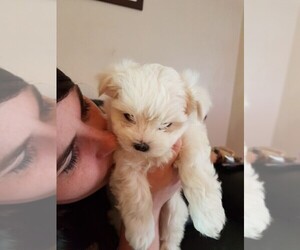 Maltese Puppy for sale in NEW YORK, NY, USA