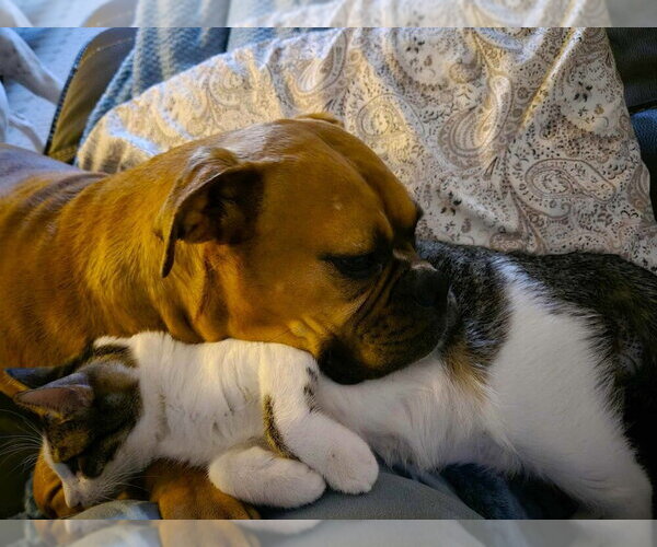 Medium Photo #4 Boxer Puppy For Sale in Austin, TX, USA