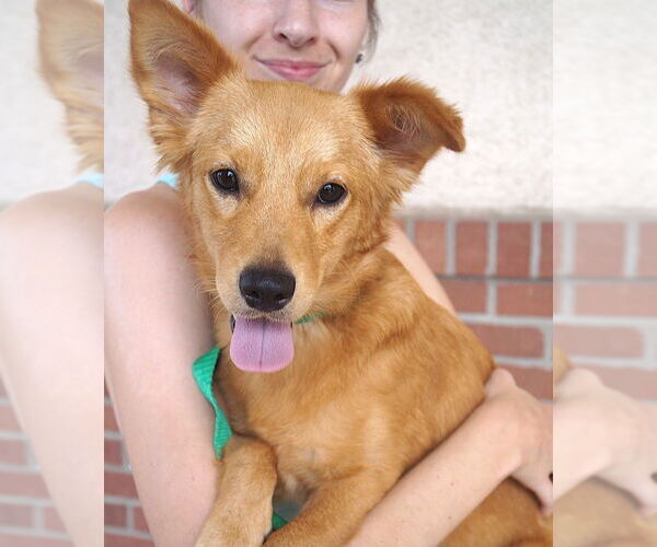 Medium Photo #2 Pembroke Welsh Corgi-Unknown Mix Puppy For Sale in Carrollton, TX, USA