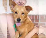 Small #1 Pembroke Welsh Corgi Mix