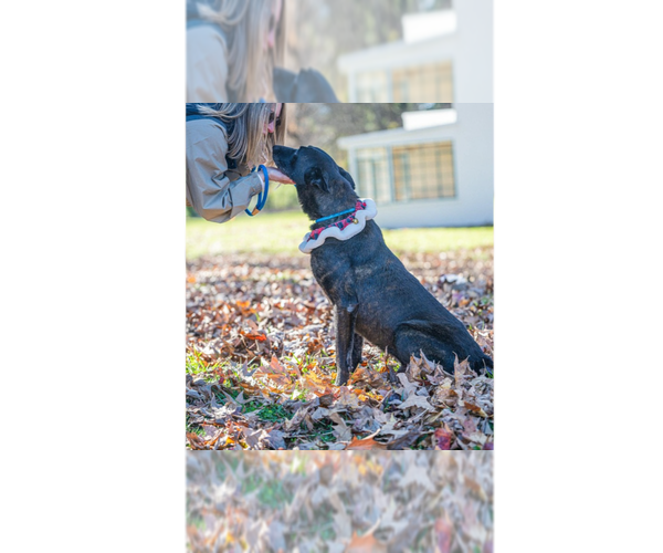 Medium Photo #1 Holland Shepherd Puppy For Sale in Imlay City, MI, USA