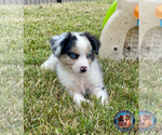 Small Photo #22 Miniature Australian Shepherd Puppy For Sale in GRANBURY, TX, USA