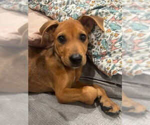 Borador Dogs for adoption in Alexander, AR, USA