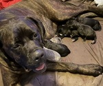 Litter - Female Cane Corso Puppy for Sale - Small photo