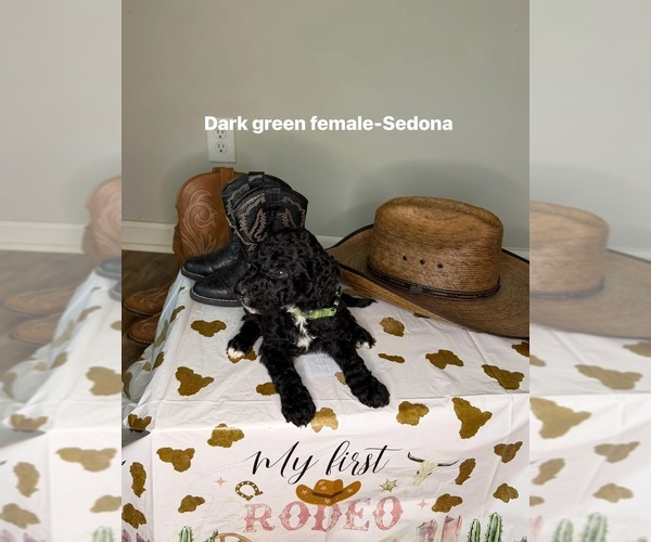 Medium Photo #3 Goldendoodle mix (+ Poodle Standard) Puppy For Sale in WEAVER, AL, USA