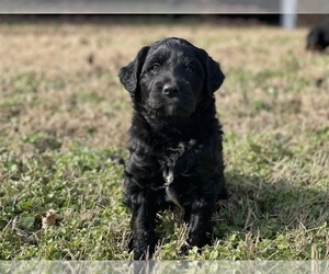 Aussiedoodle Puppy for sale in WESTMINSTER, MD, USA