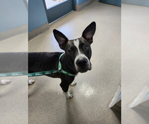 American Pit Bull Terrier Dogs for adoption in Newton, NC, USA