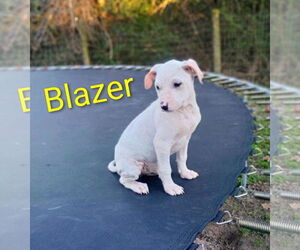 Blazer - Male Mutt Dog for Adoption - Photo #10