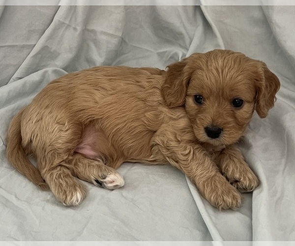 Medium Photo #61 Cavapoo Puppy For Sale in PENSACOLA, FL, USA