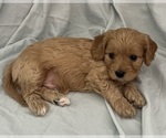Small Photo #61 Cavapoo Puppy For Sale in PENSACOLA, FL, USA