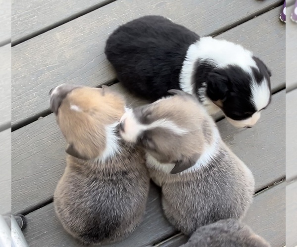 Medium Photo #1 American Corgi Puppy For Sale in MOUNDVILLE, AL, USA