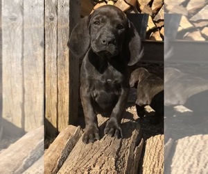 Plott Hound Puppy for sale in FLORENCE, VT, USA