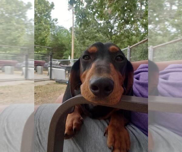 Medium Photo #4 Dachshund Puppy For Sale in BOLIVAR, MO, USA