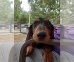 Small #3 Dachshund