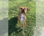 Small #5 Boxer Mix