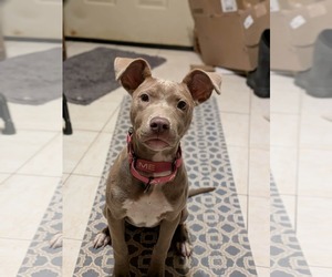 American Pit Bull Terrier-Staffordshire Bull Terrier Mix Dogs for adoption in Frankenmuth, MI, USA