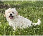 Small #3 Havanese