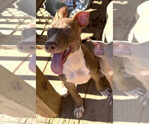261487  Strawberry Shortcake - Female American Pit Bull Terrier-Unknown Mix Dog for Adoption - Photo #3