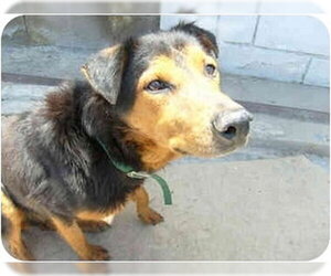 Hema - Female German Shepherd Dog-Unknown Mix Dog for Adoption - Photo #2