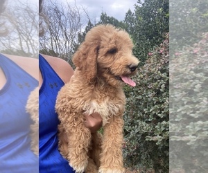 Poodle (Standard) Puppy for Sale in SNOW CAMP, North Carolina USA