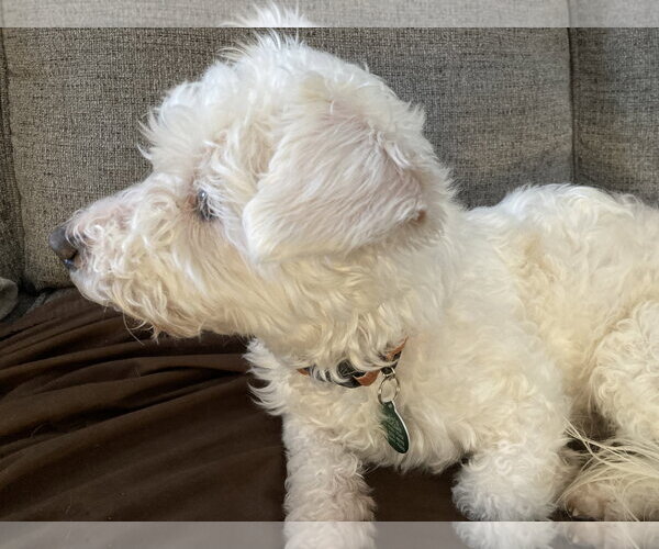 Medium Photo #9 Bichon Frise-Unknown Mix Puppy For Sale in Rootstown, OH, USA