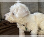 Small #8 Bichon Frise Mix