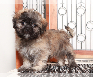 Zuchon Puppy for sale in NAPLES, FL, USA