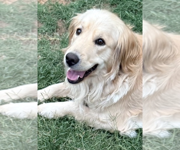 Medium Photo #1 Golden Retriever Puppy For Sale in PORTALES, NM, USA