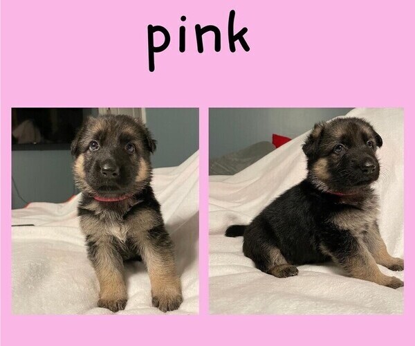 Medium Photo #1 German Shepherd Dog Puppy For Sale in LEBANON, TN, USA