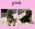 Puppy 1 German Shepherd Dog